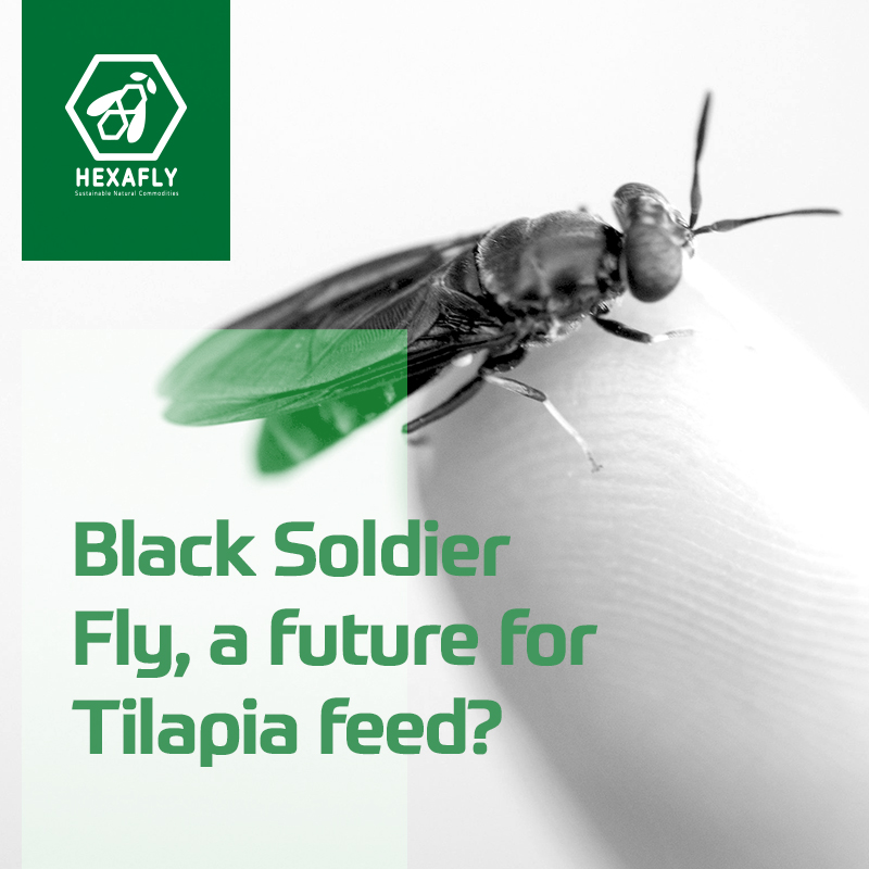 With the increase of the fishmeal and soybean prices, insect proteins have become an alternative. The essential amino acid profile of the insect meal meets the broad requirements of tilapias simplifying dietary formulation requirements. Learn more: hexafly.com/products-shop/