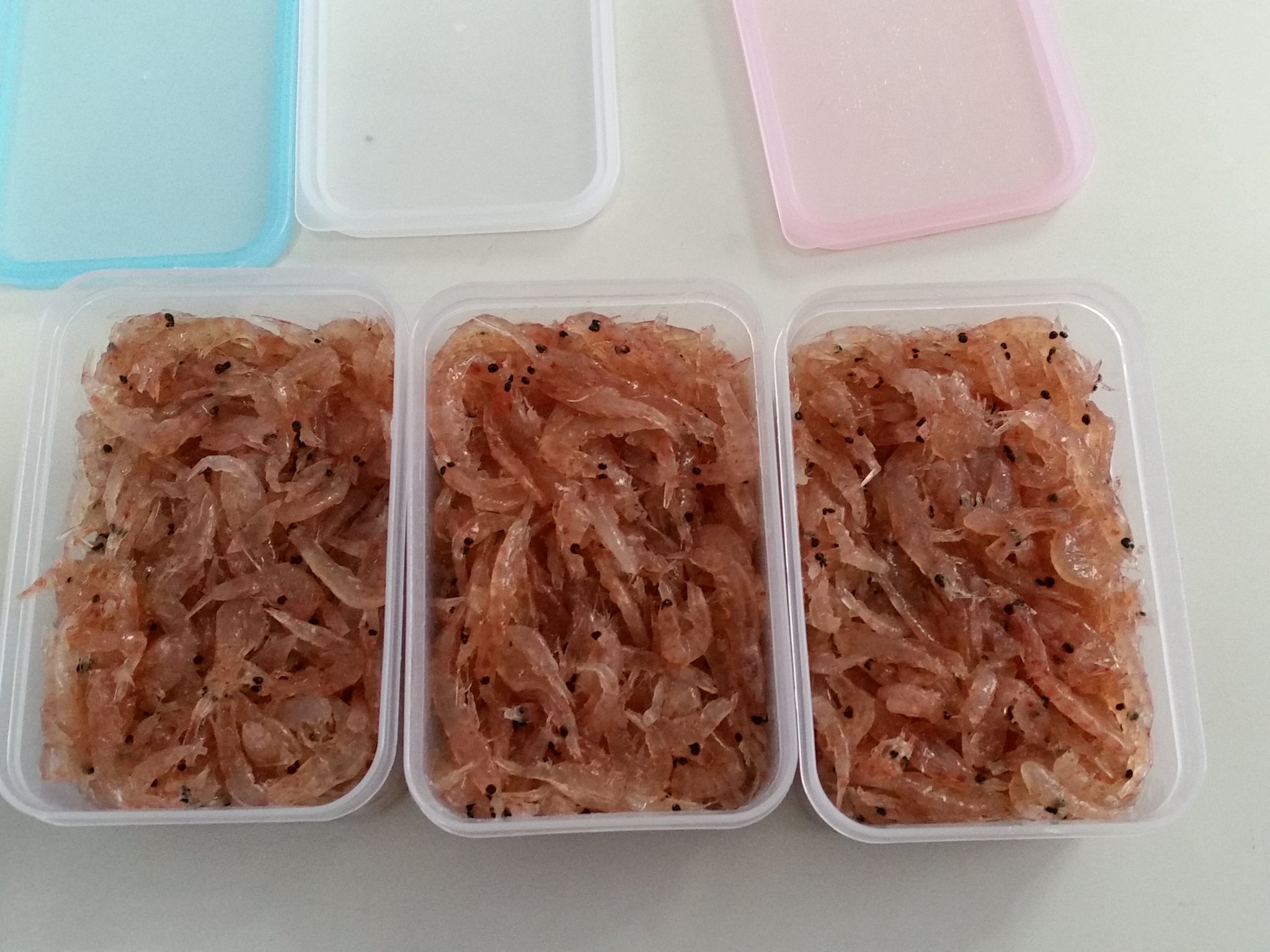 釣好き 自作オキアミを持参して 水温が上がった中紀の地磯に試し釣り 効果ありあり いきなり ハリが曲がってしまうほどの 魚をバラシたと思ったら その後は 釣れるわー釣れるわー タカベ スズメダイ なんじゃこれは と いう一日であった