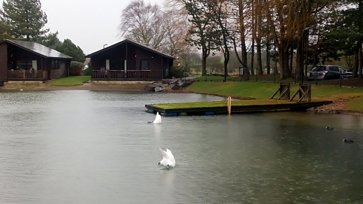 AnnaMaxx7's tweet photo. The swans are trying to hide from the weather at Pine Lake today! @PineLakeResort #DiamondResorts https://t.co/XPb6vAzXmD