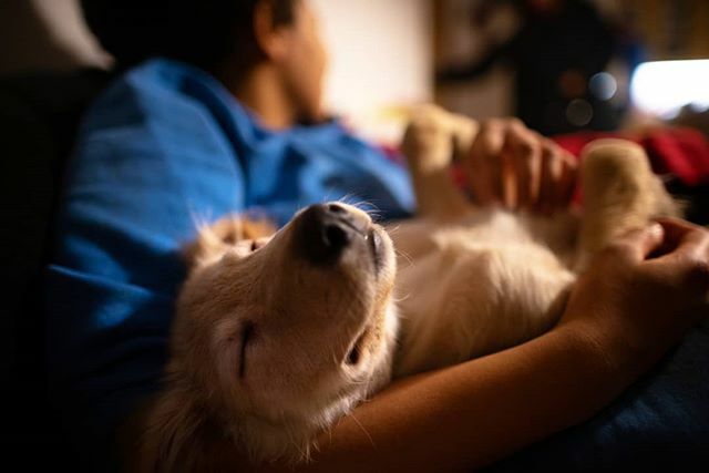 MSwiderek's tweet photo. A Saturday. #dog #dogphotos #dogpictures #animals # animal #pet #pets #cutedog #cutepuppy #cuteanimals #cutepetclub #puppiesofinstagram #instapuppy #instapic #photography #photo #shutterpresser #colour #doglovers #instapicture #primarycolors #sleepypuppy #dogsofinstagram #do… https://t.co/JQsTXjmMRU