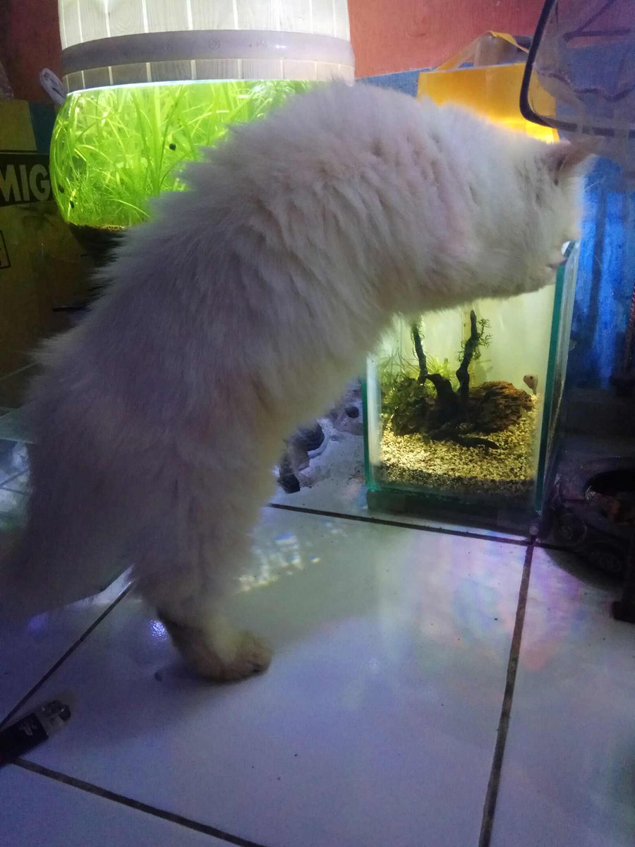 Tempat minum kucing gw yg anti mainstream padahal udah sediain wadah minum sendiri. Aquascape wadah minum 😂