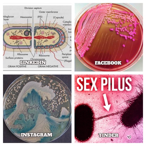 If #bacteria had social media, they’d probably look like this! #DollyPartonChallenge 🦠😉