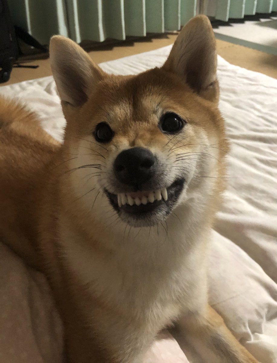 味方 贈り物 渦 柴犬 ヒート Utthansewasamiti Org