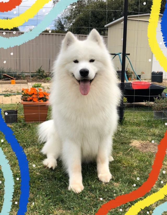HuxleySamoyed's tweet photo. 🎁🎉🎊 Today me and my litter celebrated our Birthday! We’re TWO! Happy Birthday to my brother Casper and sisters Luna, Neva, Ishka &amp; Sparkles! I got some treats and a new blue version of my favourite ball to play with (and share with my Mum @FeyaSamoyed). #ahzudisneylitter2018 https://t.co/2FgkQ7CnMU