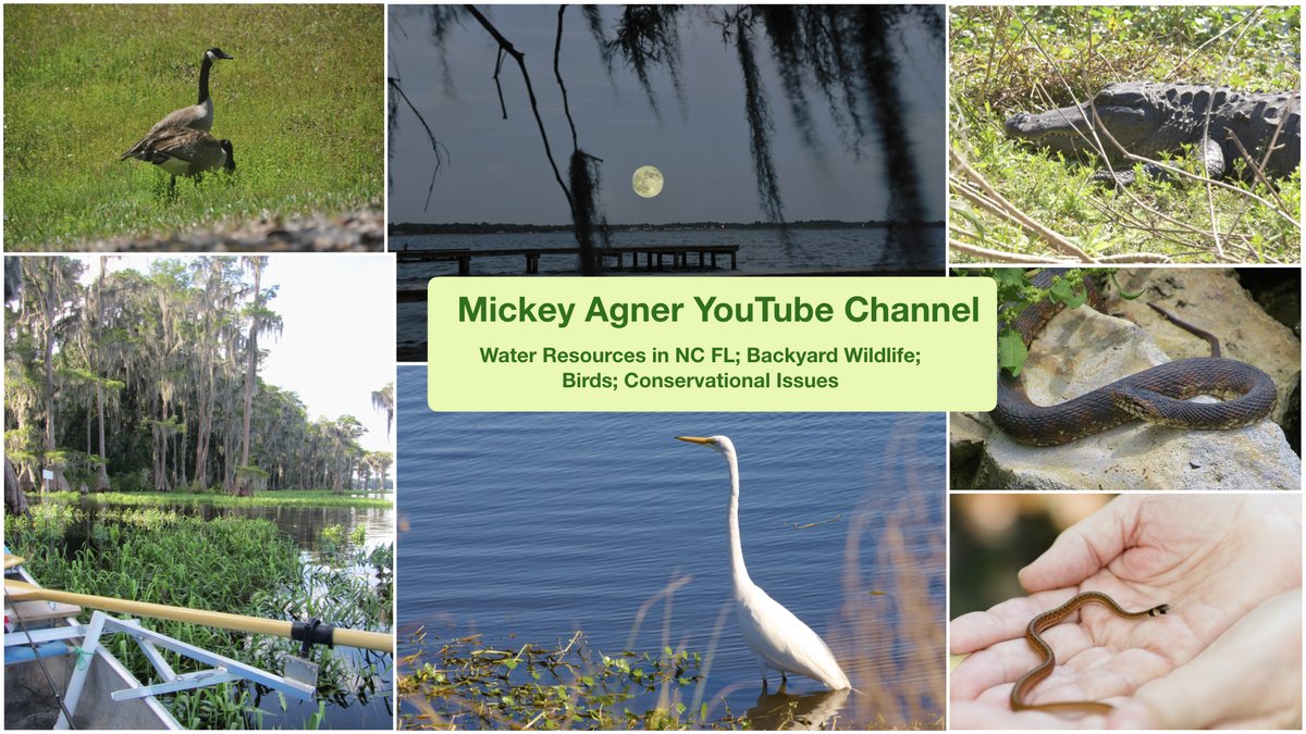 Mkapub's tweet photo. Mickey Agner YouTube Channel:  https://t.co/dGpjWPny41 https://t.co/ccF9Lr2jGi