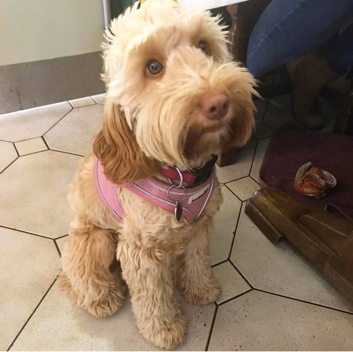 TheTeaSetCafe's tweet image. Dogs are very welcome at The Tea Set... even unbelievably cute ones like Pepper here, who come in and distract our staff and other guests... now, where were we? 🐶 See you and your pooch at The Tea Set 🍰
