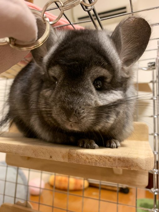 チンチラのtwitterイラスト検索結果 古い順