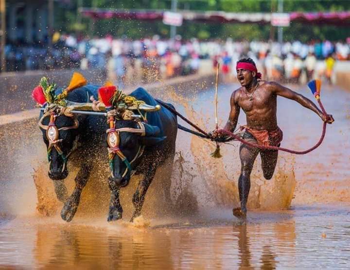 rai_sathvik's tweet image. Srinivas gowda, He is the man who took 9.55 sec to complete 100 meter in wet Kambala track. And @usainbolt  who took 9.58 sec to complete 100 meter.