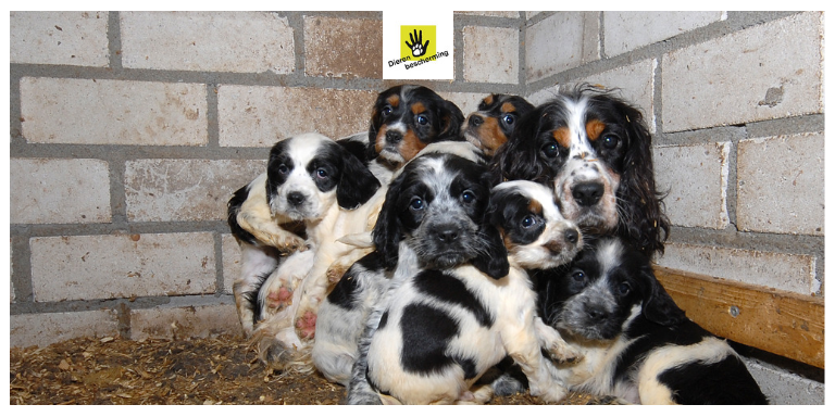 Dierenbescherming tweet media