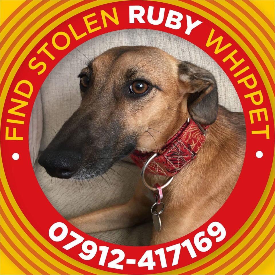 AnneGreen2909's tweet photo. ❤️ Darling Ruby’s 6th birthday today. Where ever you are, stay safe &amp; warm. We won’t give up looking for you 🙏🏼@raeabarnett  GreyD is wearing red to show his support for your baby ❤️ #StolenRuby #lurcher #dogsoftwitter 
https://t.co/9RuHzypJn7 https://t.co/h8u4blUxox