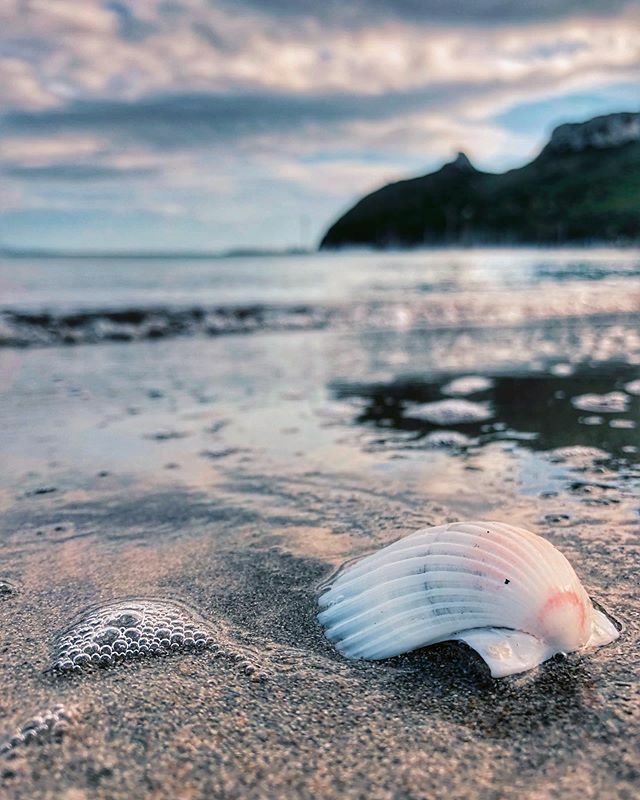 Vi capita di andare alla ricerca di dettagli curiosi per le vostre foto? 
Le comuni conchiglie che si trovano anche lungo la spiaggia del Poetto sono dei molluschi detti Cardium dal greco “cuore”. Quando sono in vita sono composte da due valve, provate a… ift.tt/2SKNgi5