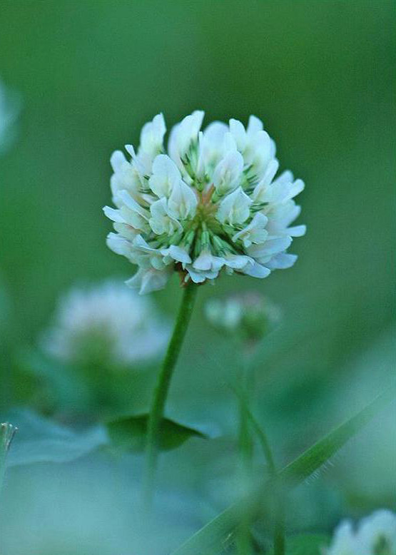 世界の花図鑑 シロツメクサ クローバーに咲く白い花で 幸運 や 約束 といった花言葉を持っています しかし クローバー が持つ花言葉の願いが叶わない時は もう一つ別の花言葉の意味を持つと言われています もう一つの花言葉は 復讐心