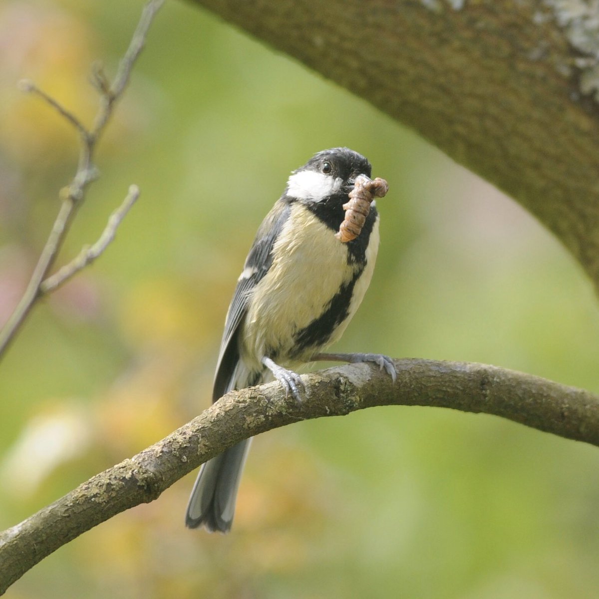 wakesweeders's tweet photo. It’s #nationalnestboxweek and we’re putting up six more nest boxes @GilbertWhites to increase opportunities for nesting birds where observation of birds started. Larger feeders have been out all Winter for supplementary feeding.  Looking forward to what we see in Spring @BTO_GBW https://t.co/CFQ21a0FV4