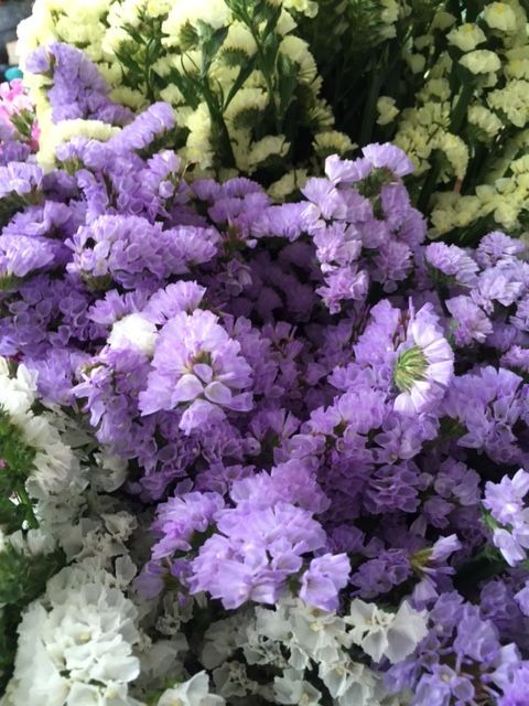 -𝑆𝑡𝑎𝑡𝑖𝑐𝑒
วันนี้มีเด็กน้อยมาใหม่! น้องชื่อว่าสเตติส น้องเป็นพืชล้มลุกขนาดเล็ก​ น้องเป็นไม้เมืองหนาวน้องจึงไม่ชอบเเสง​ เวลาน้องโดนเเสงนานๆน้องจะมีสีซีดลง​ น้องยังคงรูปไว้ได้เหมือนเเม้น้องจะเหี่ยว​ จึงนิยมนำมาเเซมกับช่อดอกไม้