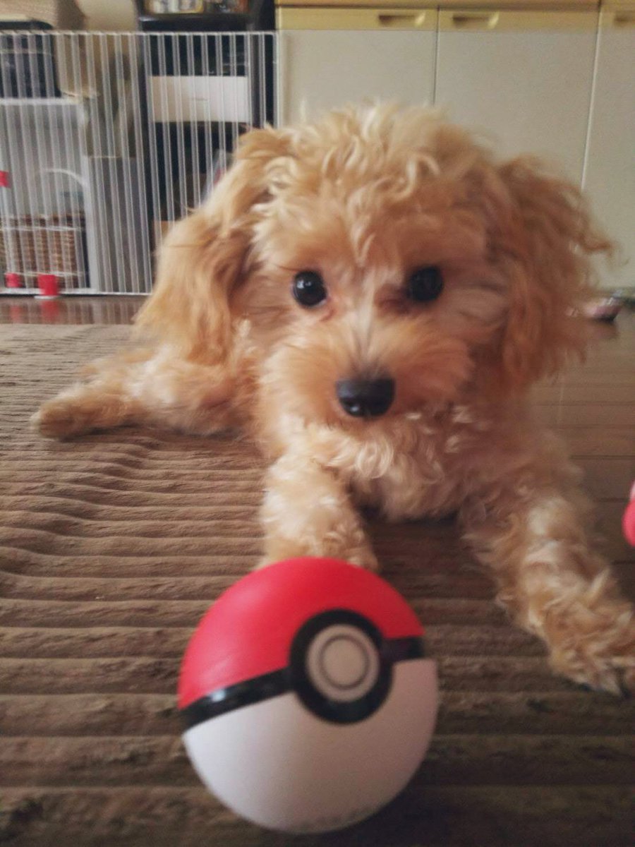 すもももモモももものうち ポケモンゲットだわん 主はポケモンgo大好きですw マルプー トイプードル マルチーズ 犬 Dog 可愛い 癒し ポケモン ポケモンgo すもももモモももものうち ポケモンゲットだわん 主はポケモンgo大好きですw マルプー トイプードル マルチーズ 犬 Dog 可愛い 癒し ポケモン ポケモンgo