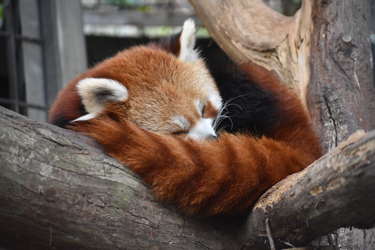 宮丸トク V Twitter 年2月15日の熱川バナナワニ園 レッサーパンダ は動物園でお馴染みの動物だけど 日本で飼育されているほとんどがシセンレッサーパンダなのに対し こちらはニシレッサーパンダで種類が異なる 熱川バナナワニ園 レッサーパンダ