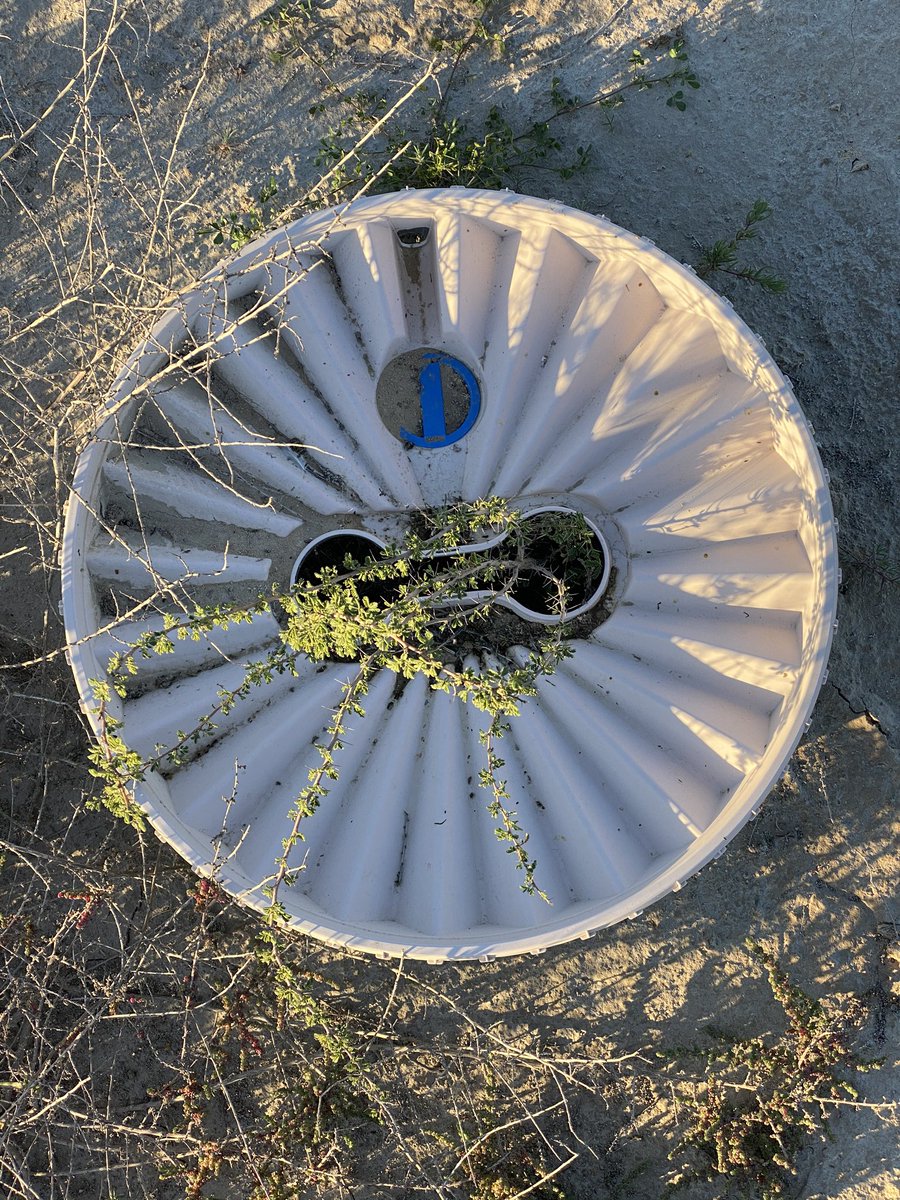 malqasimi's tweet image. Mr Dominic @GroasisU and I planted together many different plants like Salvadora persica, Acacia tortilis, Acacia nilotica, Ghaf using #waterboxx from @groasis in rough and salted area (swamp). #UAE #Rasalkhaimah