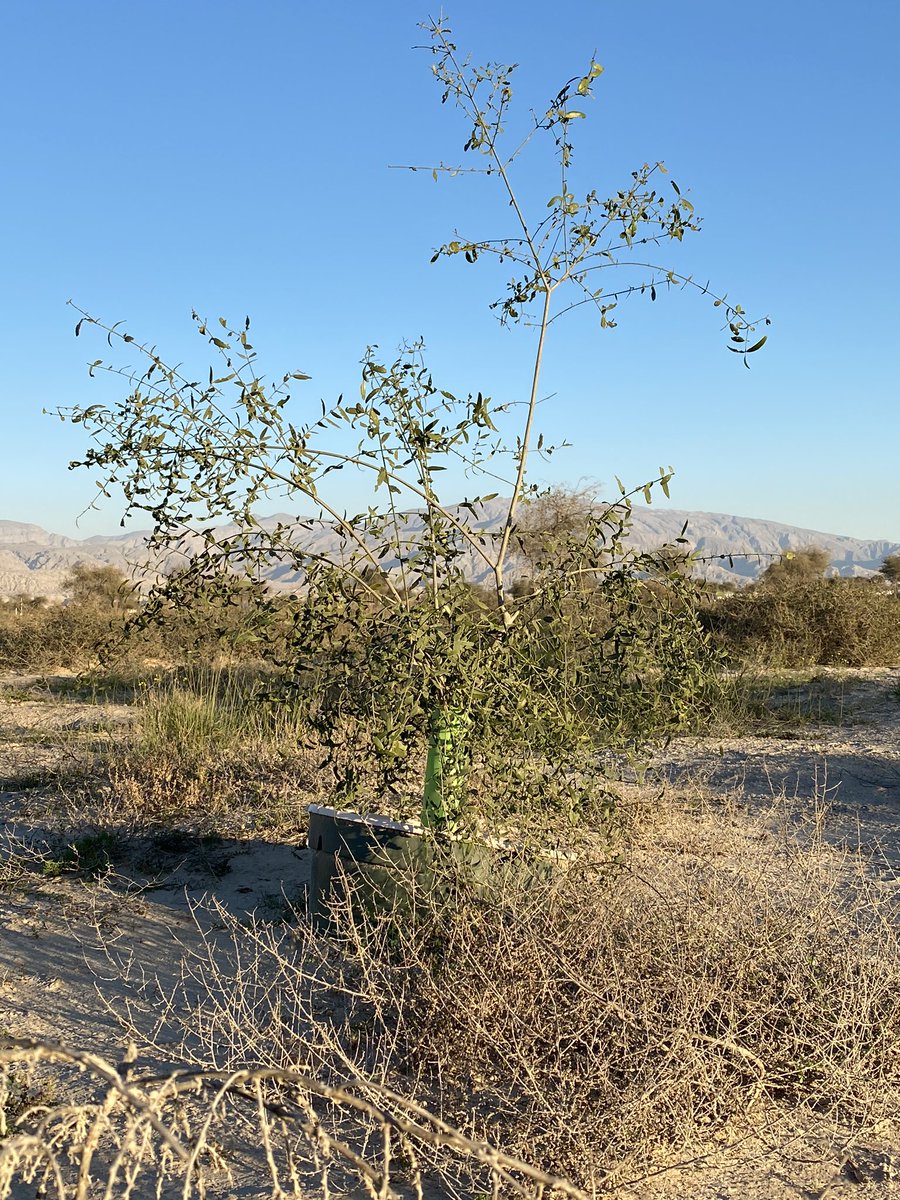 malqasimi's tweet image. Mr Dominic @GroasisU and I planted together many different plants like Salvadora persica, Acacia tortilis, Acacia nilotica, Ghaf using #waterboxx from @groasis in rough and salted area (swamp). #UAE #Rasalkhaimah