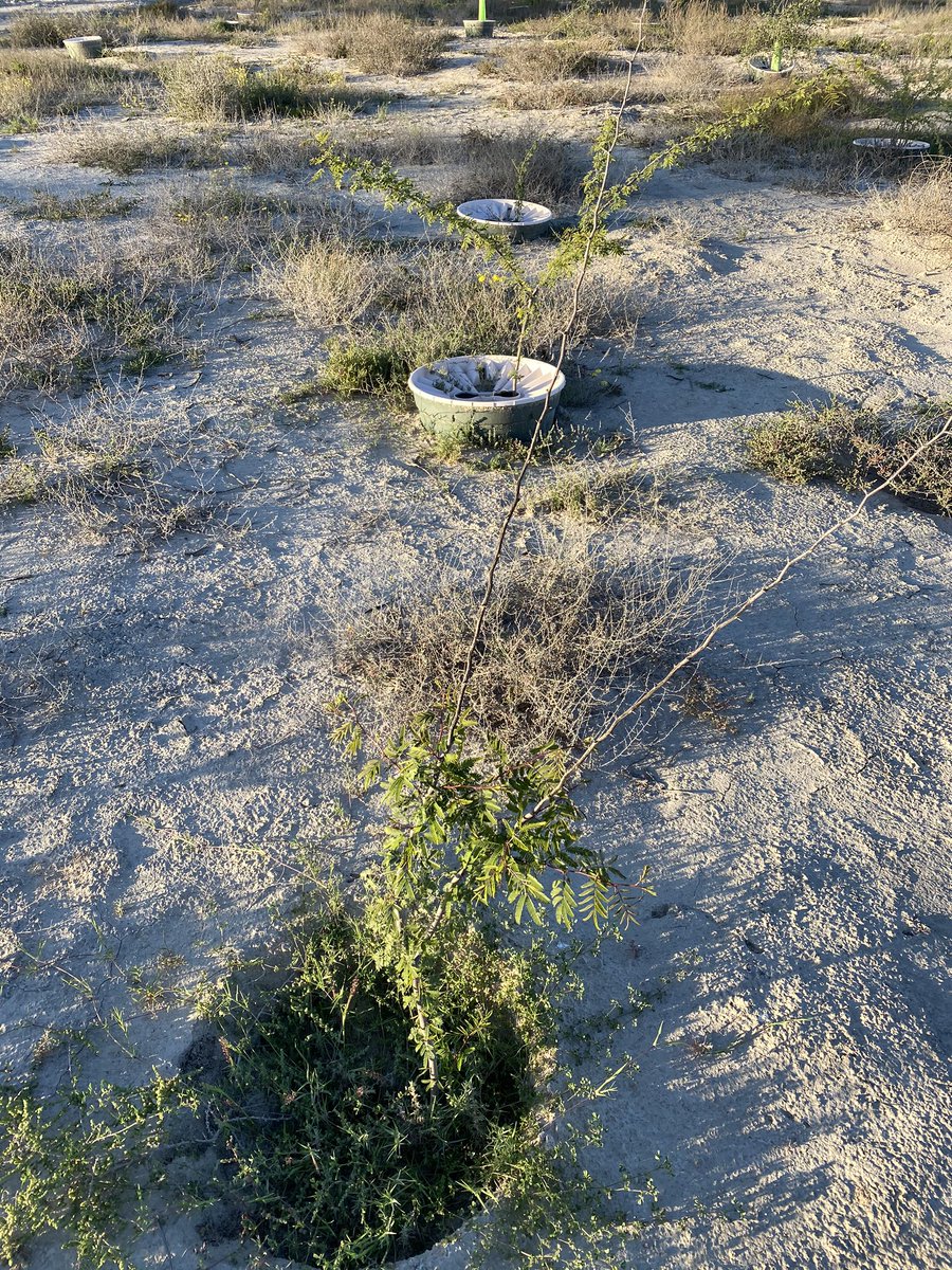 malqasimi's tweet image. Mr Dominic @GroasisU and I planted together many different plants like Salvadora persica, Acacia tortilis, Acacia nilotica, Ghaf using #waterboxx from @groasis in rough and salted area (swamp). #UAE #Rasalkhaimah