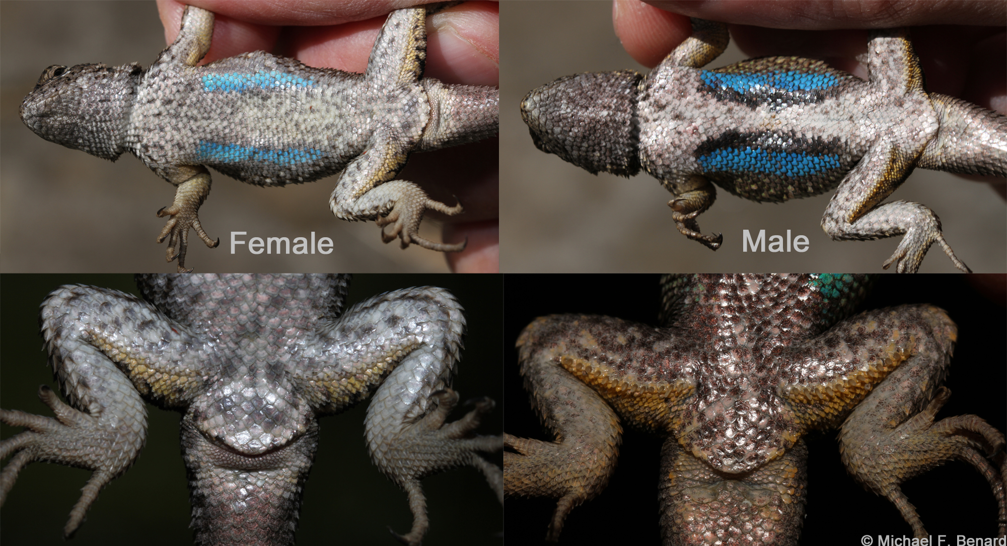 Mike Benard on X: Western Fence Lizards (Sceloporus occidentalis) Blue on  belly reduced/absent in females Two large post-anal scales (big scales  below cloaca in photo) present in male / absent in female