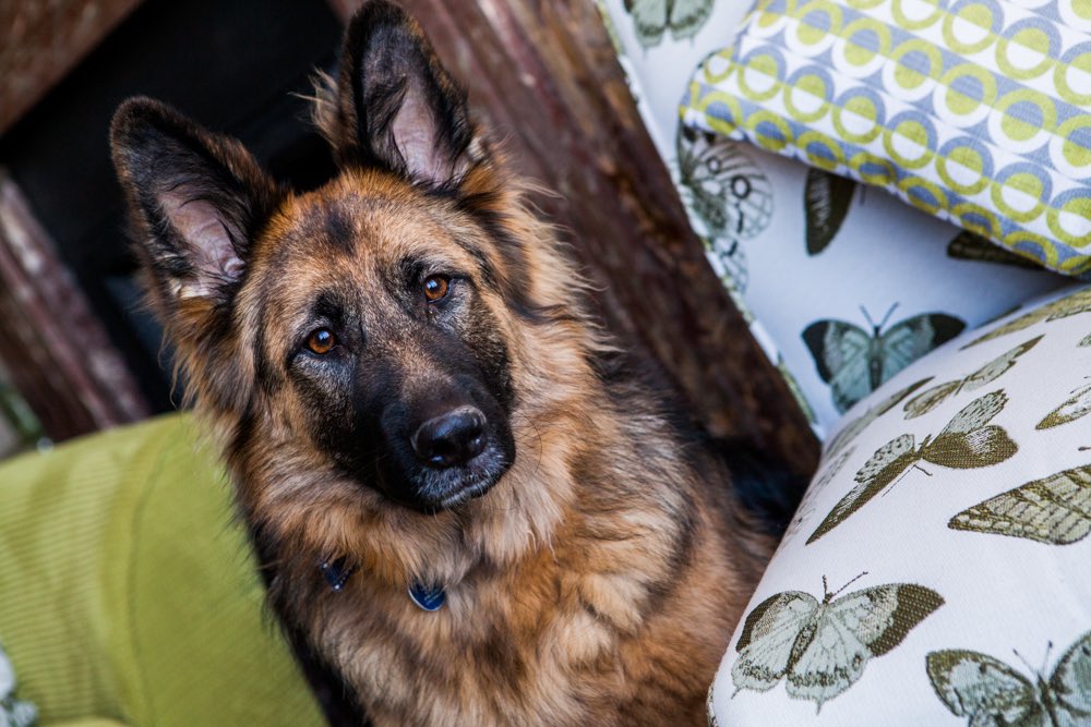 Four legged friends are always welcome @ The Red Lion 🐶🐶🐶
#redlion #Cromer #Seaside #Dogs