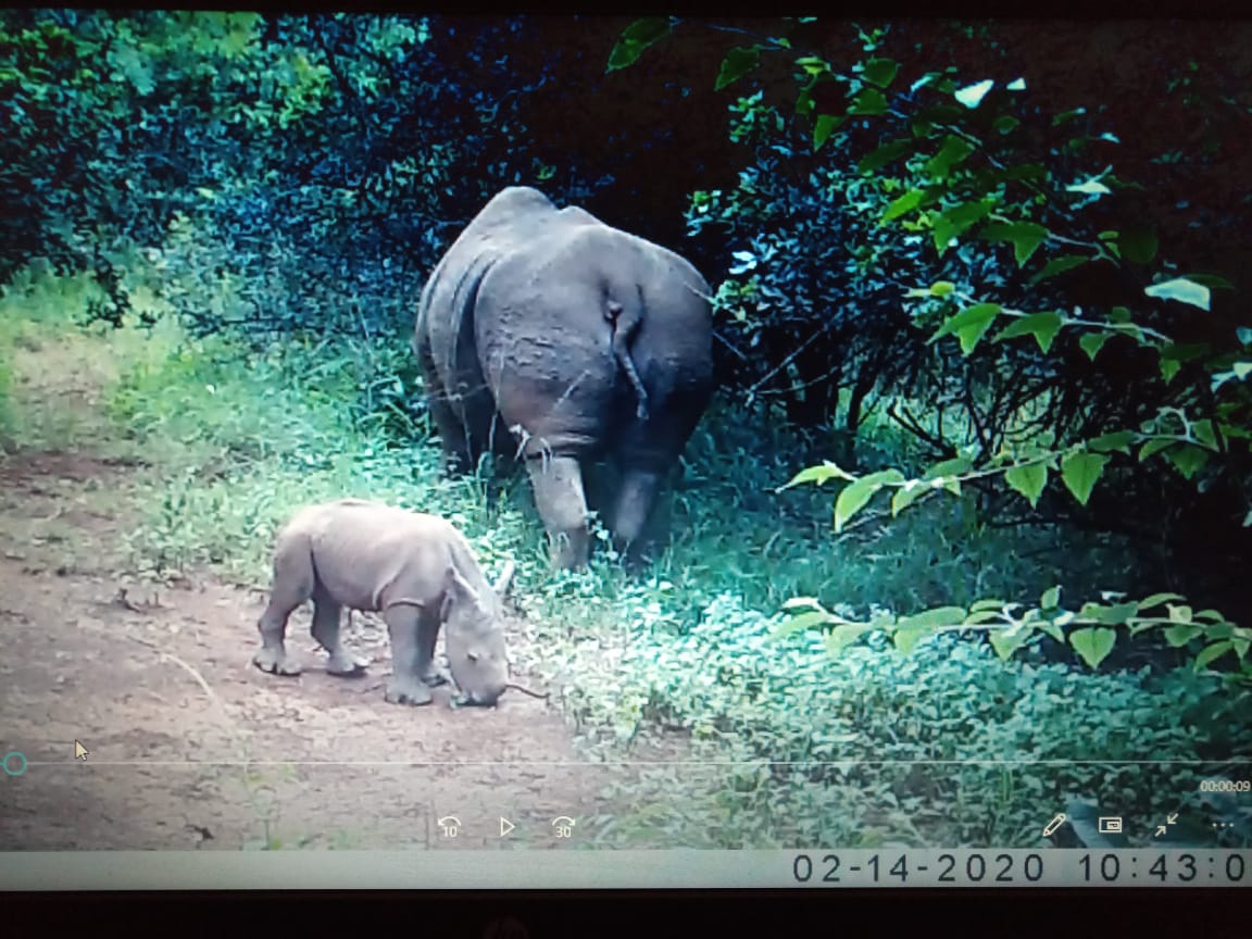 NEW KID ON THE BLOCK: We are thrilled to report the birth of a white rhino in Nairobi National Park.The lucky mother rhino had gone into hiding from hawk-eyed rangers only for her to resurface today with a three-day-old calf. Welcome to the family baby rhino. #DiscoverKWSParks