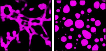 Mayr_Christine's tweet photo. Our new work is now on bioRxiv.
mRNAs determine the shape of condensates in vitro and in vivo! Some induce networks, whereas others induce spheres. https://t.co/VmaqbPm2Nj