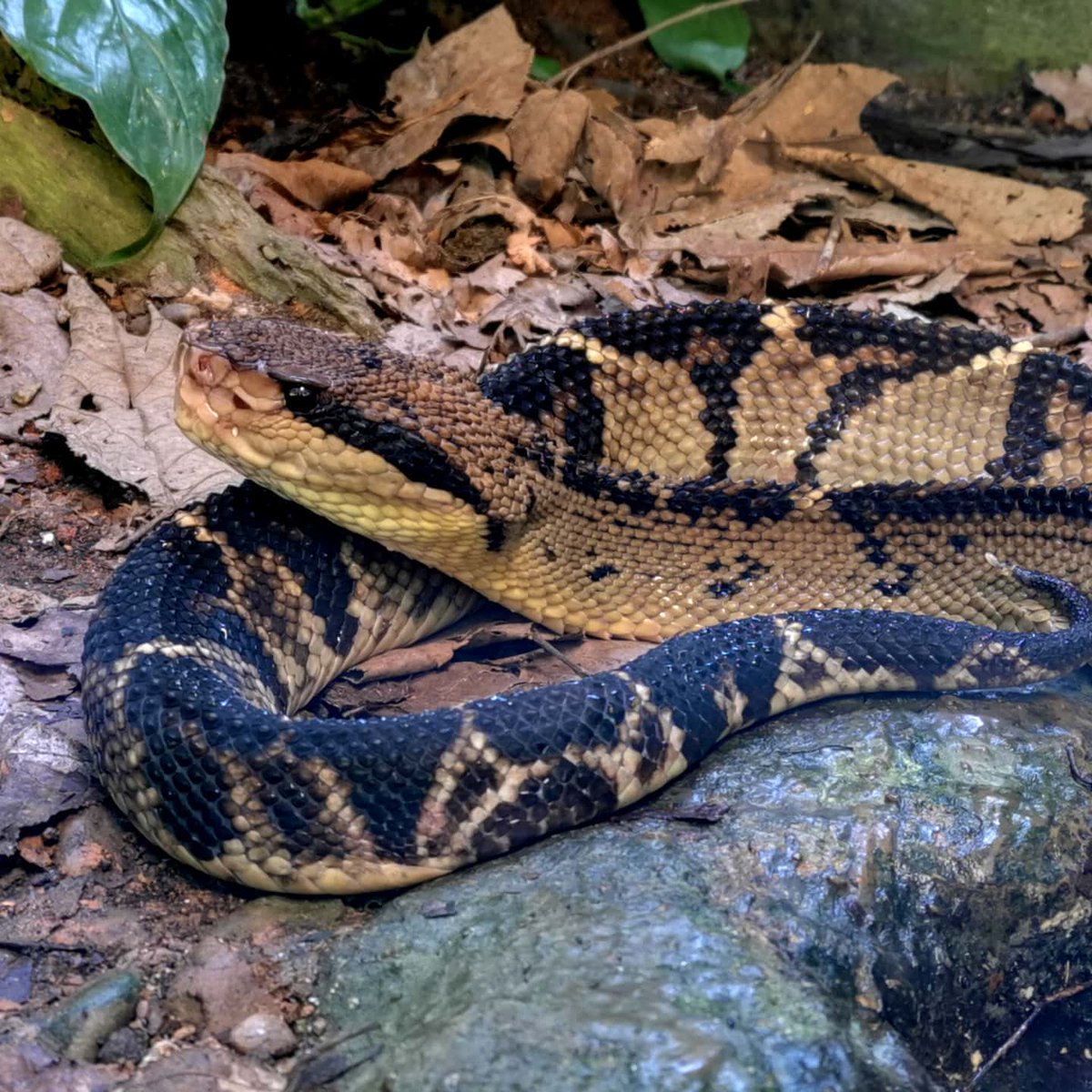 Reptilandia's tweet photo. Central American bushmaster (Lachesis stenophrys). Photo/Foto: Marion Moh. #reptiles #thingstodo #dominical https://t.co/uMx2pzdWEW