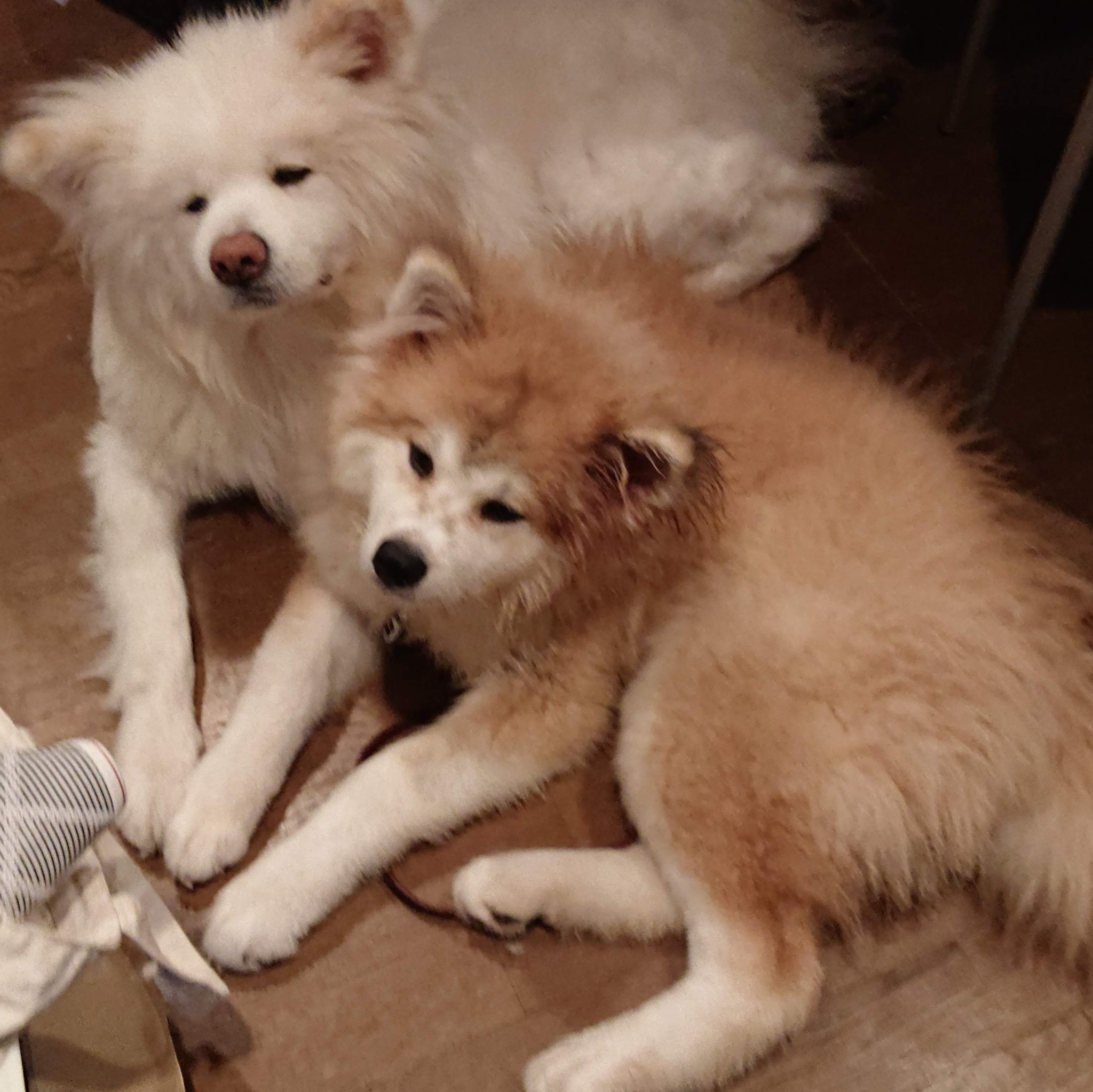 秋田犬は世界を救う 秋田犬 子犬 長毛 ムク毛 T Co V3kohoawmu Twitter