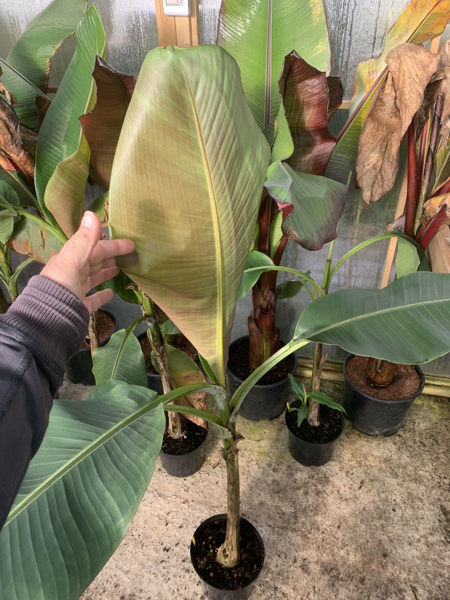 BruceBigPlant's tweet photo. After seeing some enormous Musa sikkimensis in a garden locally this year we have boosted our production, could say we’re going bananas at Big Plant!
#hardybananas #hardyexotics #junglegardens https://t.co/pOjAqiI9tJ
