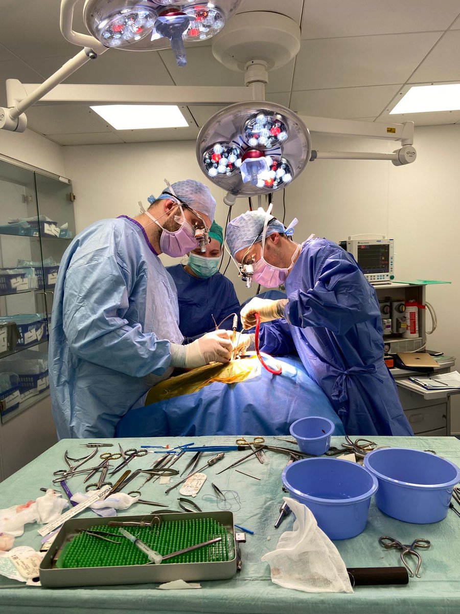 neurology_vet's tweet photo. Successfully removing brain tumours from dogs and cats takes patience, skill and team work. Here in OR @LumbryPark with @15j_ro who has these attributes in spades. This poor cat had a huge infratentorial tumour but is doing great post-op @CVSGroupPlc https://t.co/PBzWaKKgv2