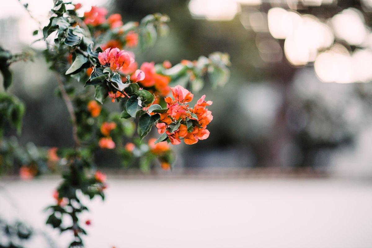 Reminiscing of warmer weather and colorful Guatemalan flowers 🌺 Comment below how you took the time to stop and smell the flowers this week!