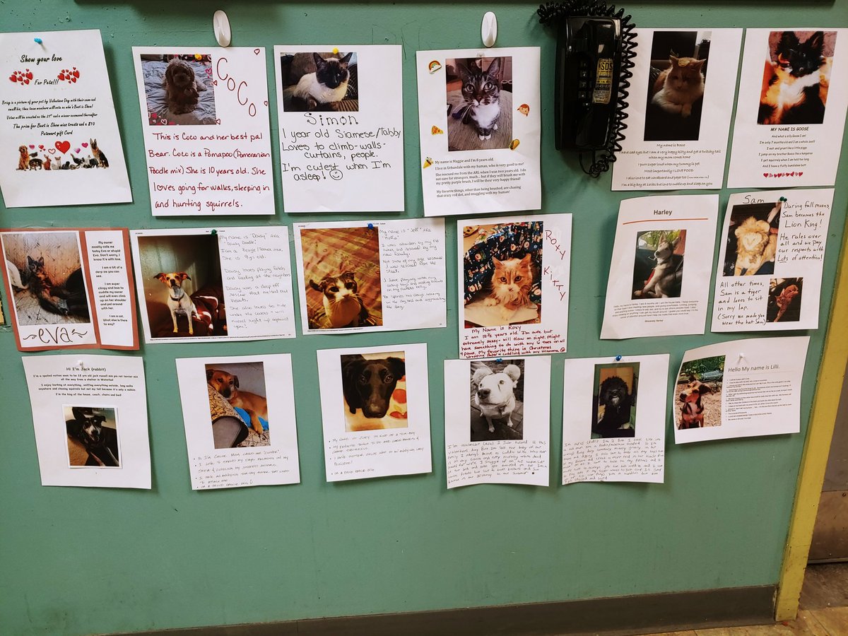 Kappi2115ASDS's tweet photo. Look at all the Humans showing off their pets!  How do you chose a winner with so many cute faces!! 🐶❤🐾  #loveYourPet #TheUrban https://t.co/bvdooMlHaN