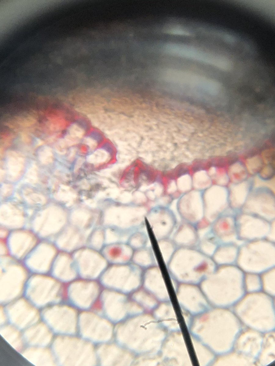 HamlinSowell's tweet photo. @Humbleisd_SMS Students observed plant and animal cells and labeled the organelle parts. #7thGradeScienceRocks https://t.co/fHD3gg2Dhu