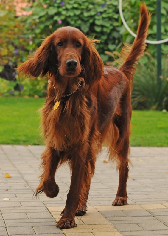 Puppies Source tweet media