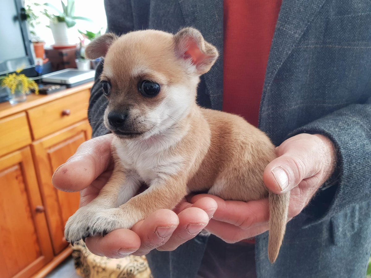 Suki es un perrito precioso, hijo de Prada,perrita malagueña que de vez encuando nos visita en Extremadura.-