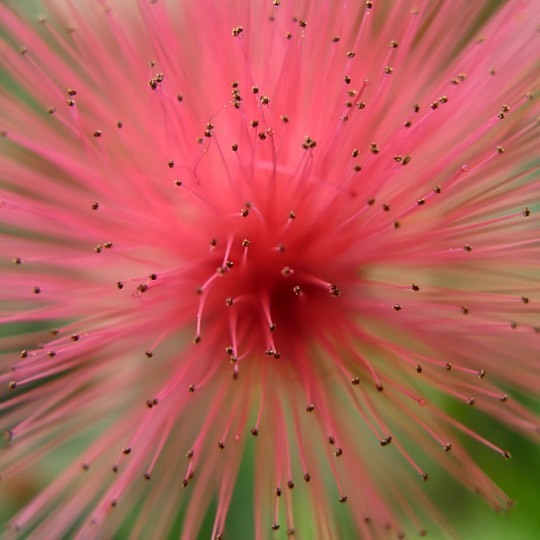 Something #mimosa or #ohia -like . #brooklynbotanicgarden #brooklyn ift.tt/2UWdNf8