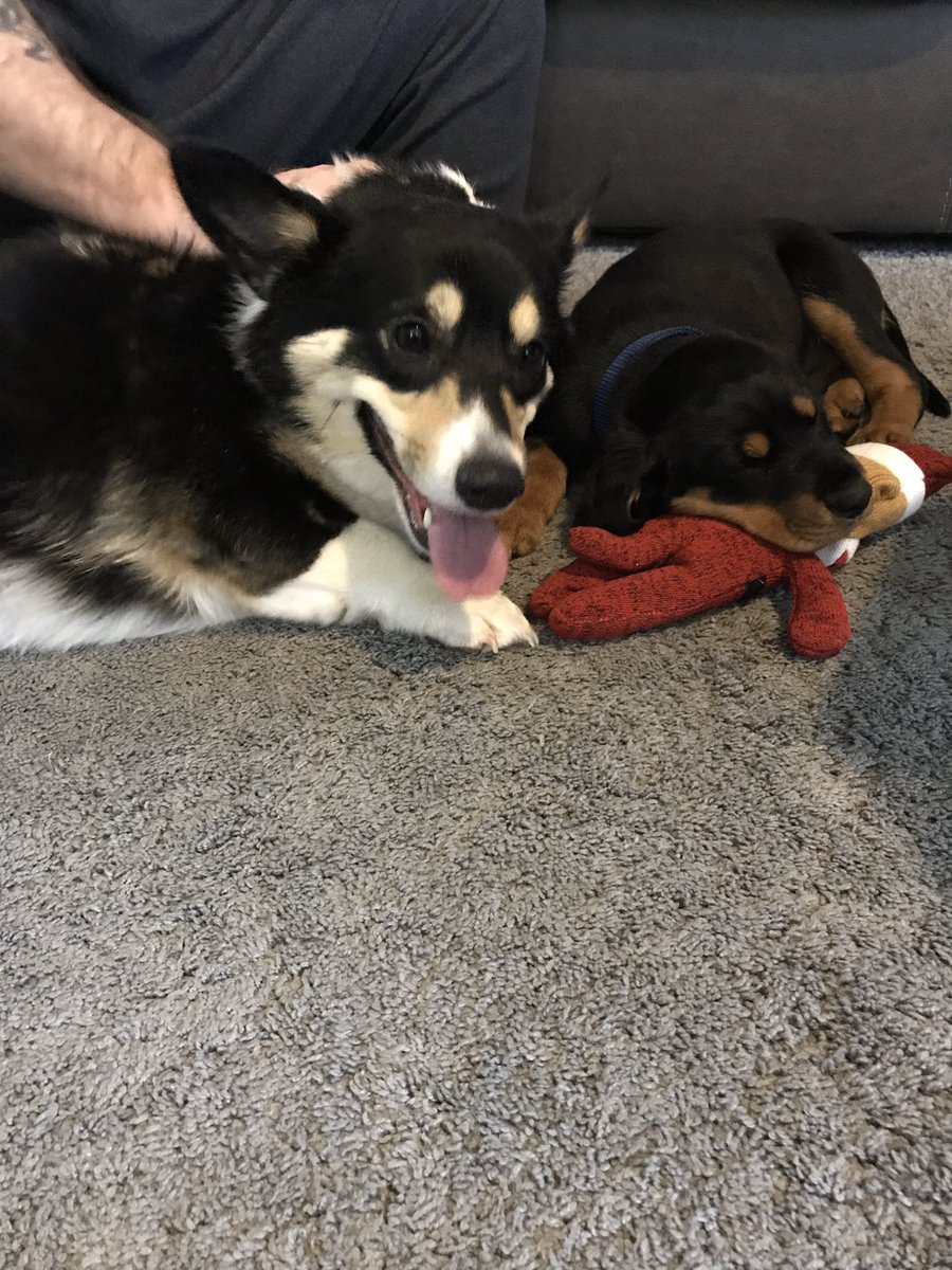 TattudeTami's tweet photo. For my valentine this year my amazing husband rescued this little girl and surprised me at work. Welcome to the family, Jean. You are already so loved. #Rescue https://t.co/tnD6pPdNd8