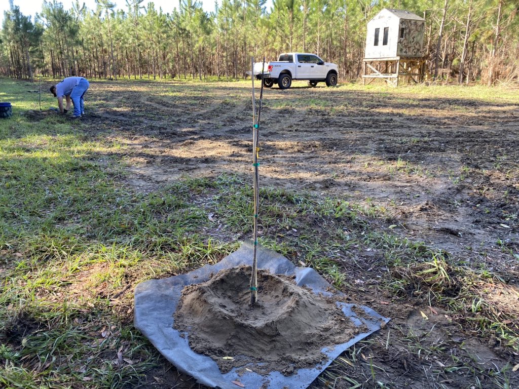 JMarkJohns's tweet photo. Planting persimmons at the Johns farm today. If you’re a deer hunter, you already know. #killtree https://t.co/SkpPDqj1hj