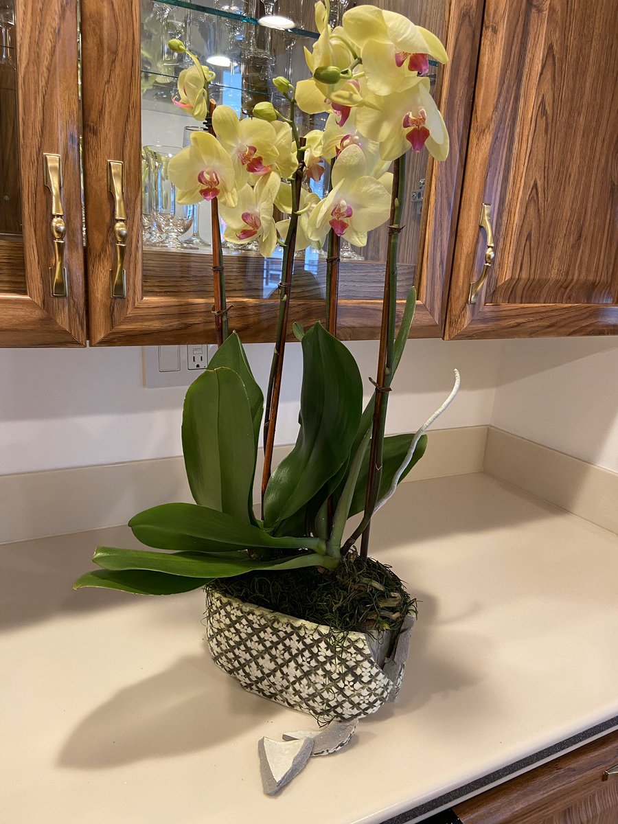 itsninamorillo's tweet photo. @1800flowershelp #Terrible service 👎🏼 Ordered flowers for my mom &amp; vase arrived completely broken. Call support &amp; all they offer is 20% off. Really? What’s she supposed to do with these orchids?Super expensive &amp; ruined the surprise for her first Valentine’s since dad’s passing 🤦🏻‍♀️ https://t.co/QAow2pDISF