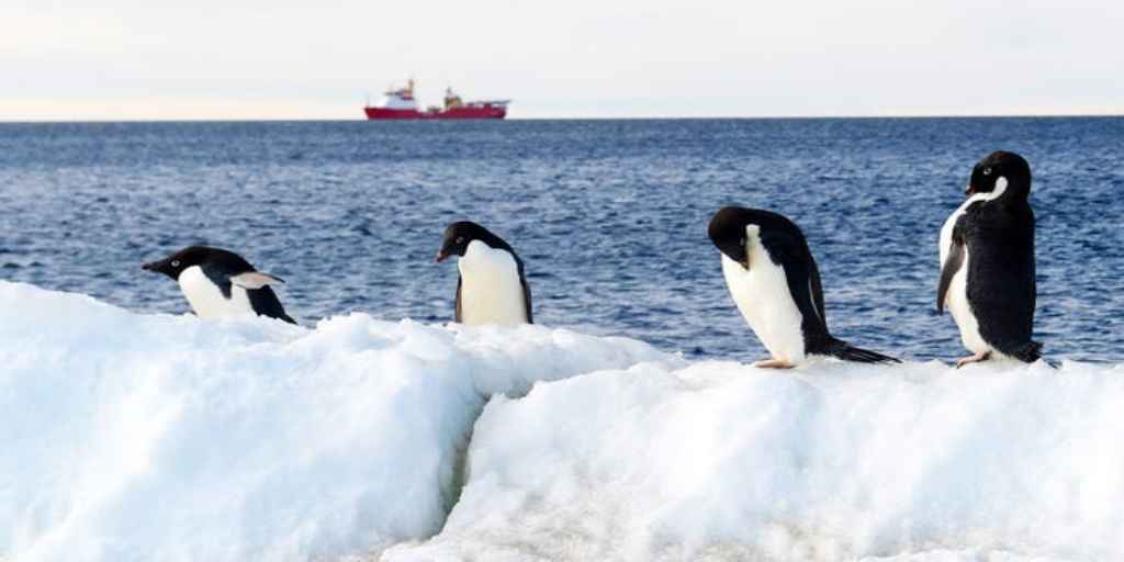 connectrue's tweet image. Antartica reaches record temperature of 20 c for the first time in history. connectrue.com/antartica-reac…