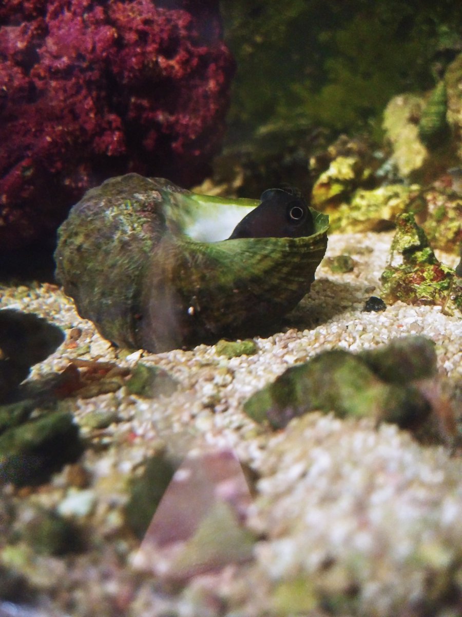 Pet Shop Santa Cruz tweet media