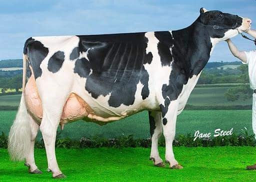 “THE COW WITH THE GOLDWYN GUN”

Winner of multiple National Shows
Scored the maximum of EX97
150 tonnes of milk
11 generations of straight EX!

The 1 &amp; only Peak Goldwyn Rhapsody. This cow is the complete package, and you could own 3x sexed female Col DG Crushtime Embryos.