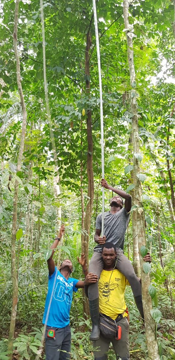 Our team in action in Principe. Sometimes branches are just too high.. ,,,💪🌳