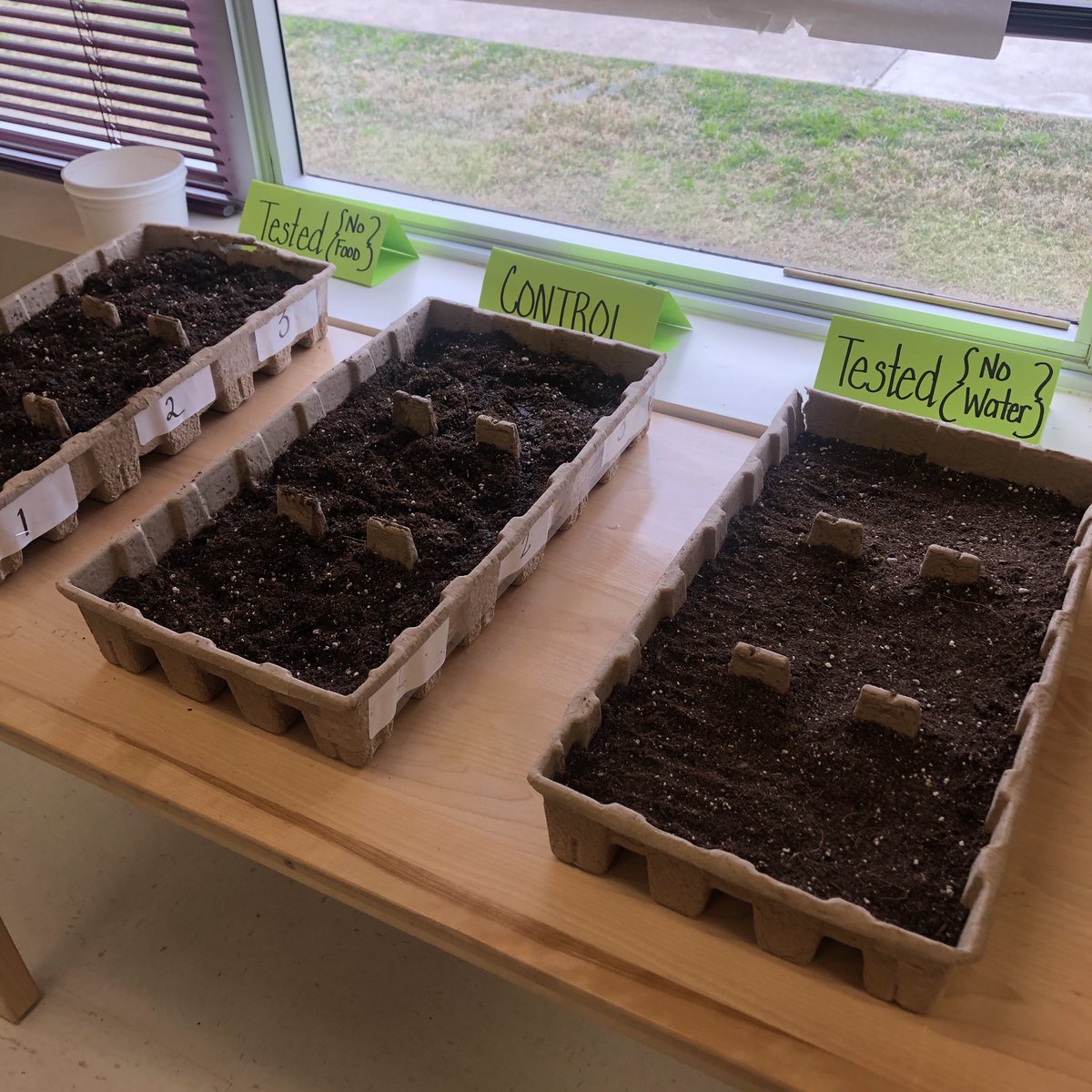 GrayShekkola's tweet photo. Plant experiments #HilliardES #sciencerocks https://t.co/7uyDptWTbN