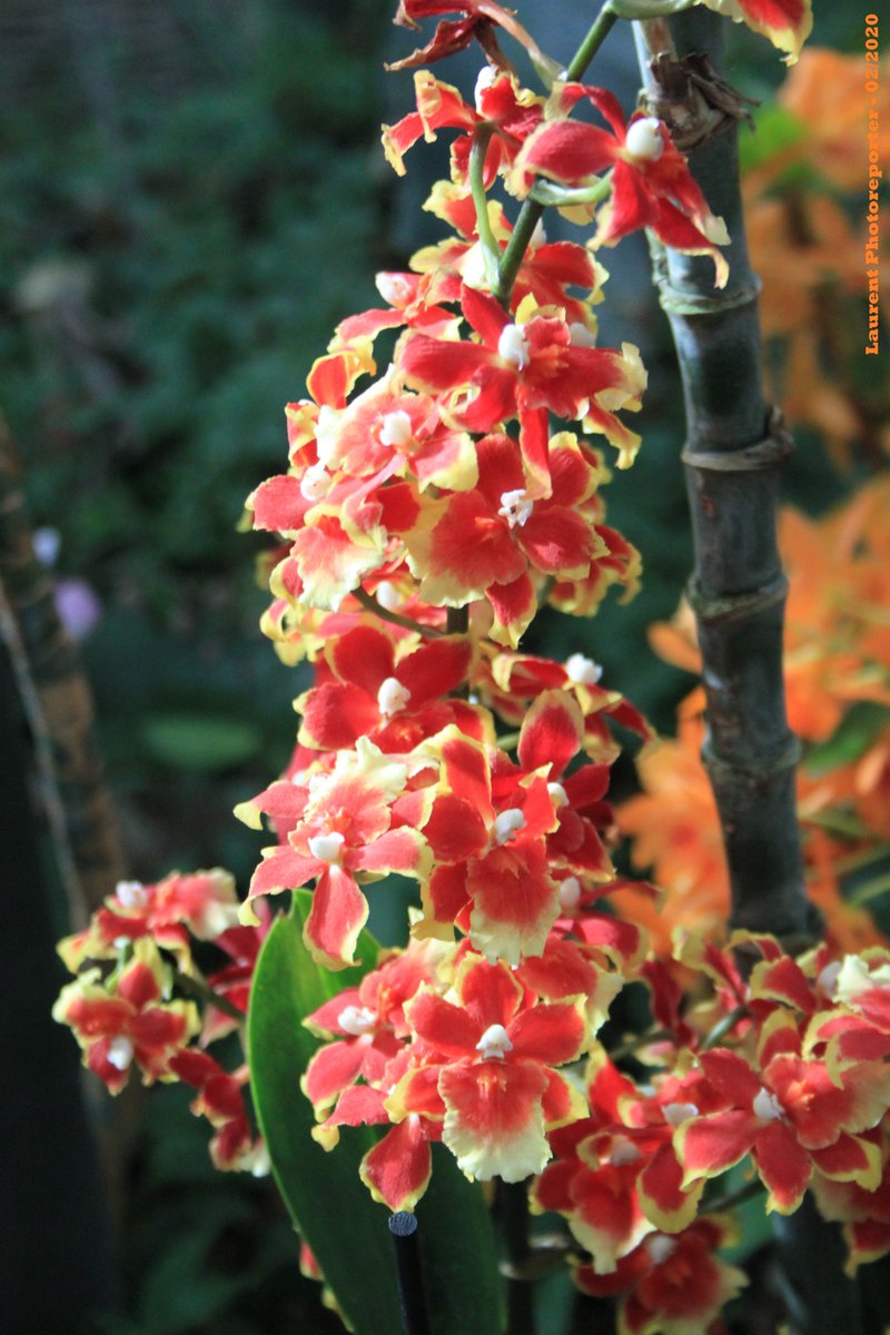 LPhotoreporter's tweet photo. Reportage-photos à l'exposition #1001orchidées qui vous accueille jusqu'au 2 mars 2020 au jardin des plantes de Paris. N'hésitez pas à jeter un oeil sur mon album via ma page facebook @Laurentphotoreporter. https://t.co/DL3DDzlXUb