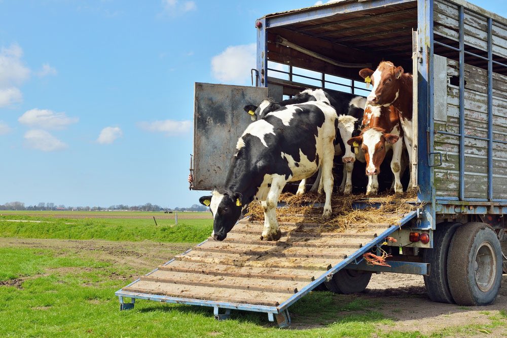 TRANSPORT  - Maximum legal journey time for livestock of 12 hours. Maximum livestock densities mandated. - Maximum journey times of 28 hours. No restrictions on maximum livestock densities.9/10