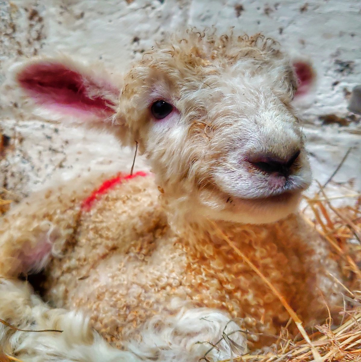 One of our new lambs tucked happily away from the wind and rain. This one is a female. #happylamb #smileylamb #lambing2020 #lovealongwool #lincolnlongwool