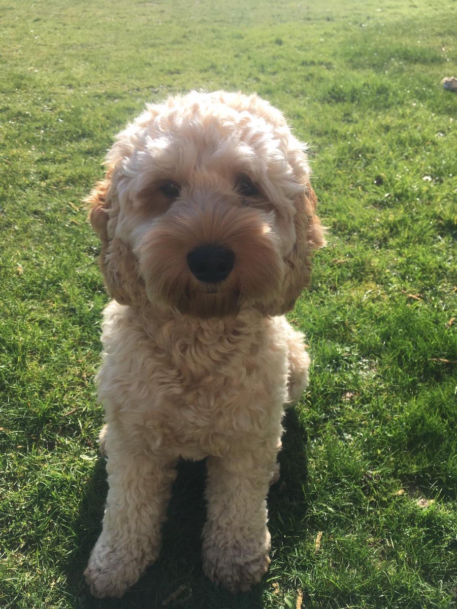 CockapooMaeve's tweet image. Just chilling in the garden.