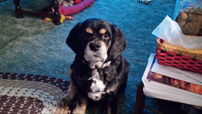 FreeCandy tweet media